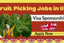 Fruit Picking Jobs in UK with Visa Sponsorship 2024